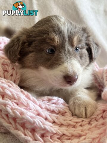 Pure breed border collie pups