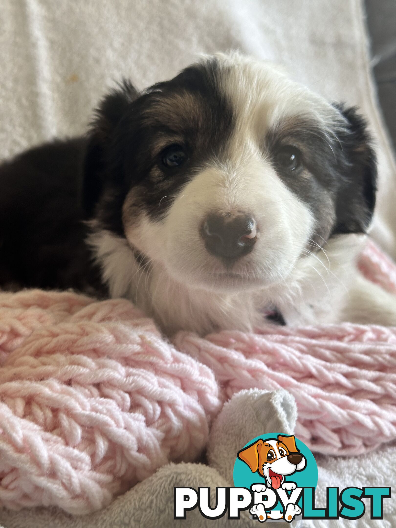 Pure breed border collie pups