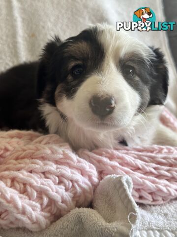 Pure breed border collie pups