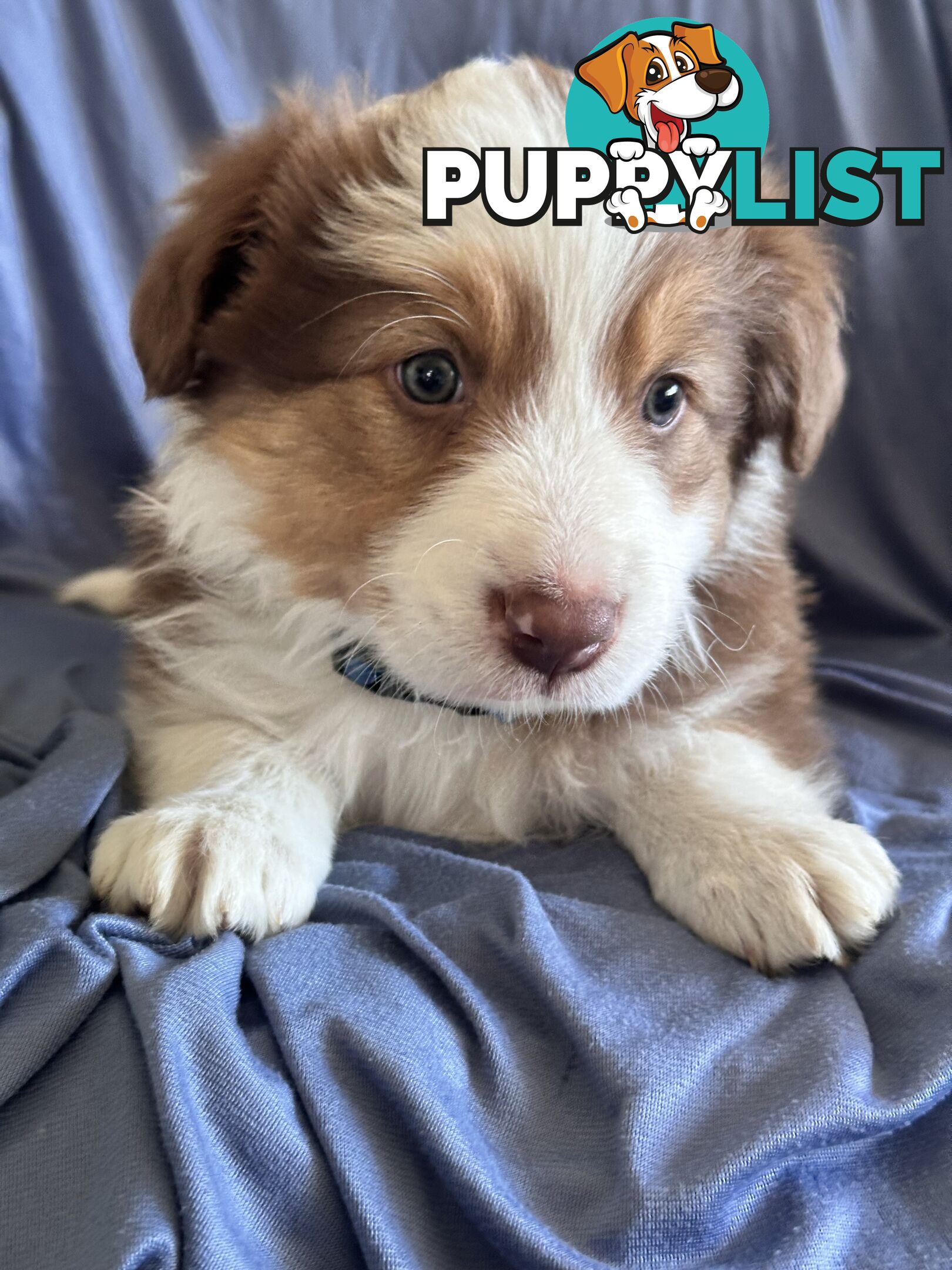 Pure breed border collie pups