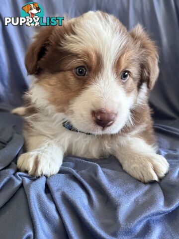 Pure breed border collie pups