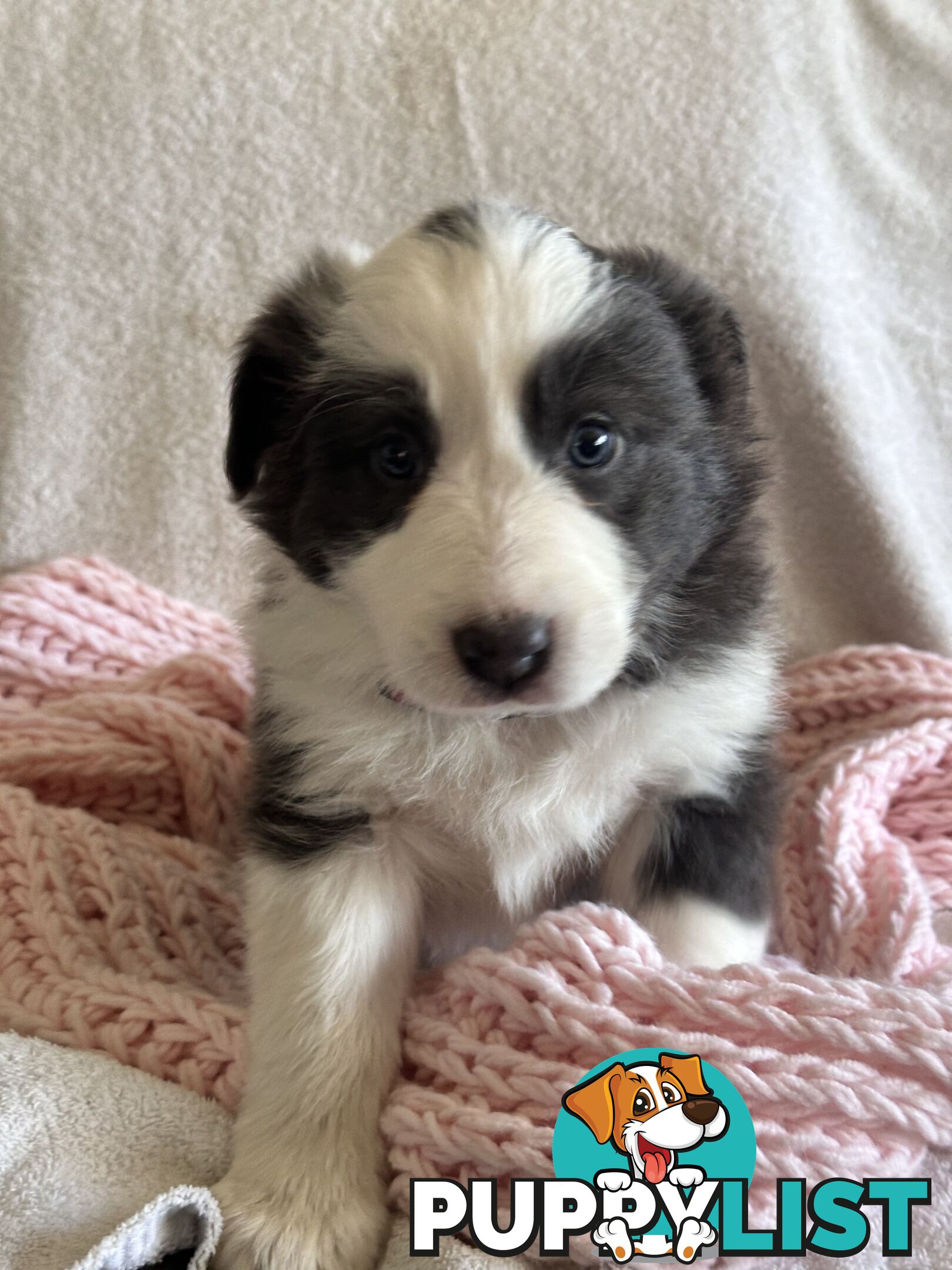 Pure breed border collie pups