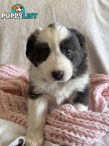 Pure breed border collie pups