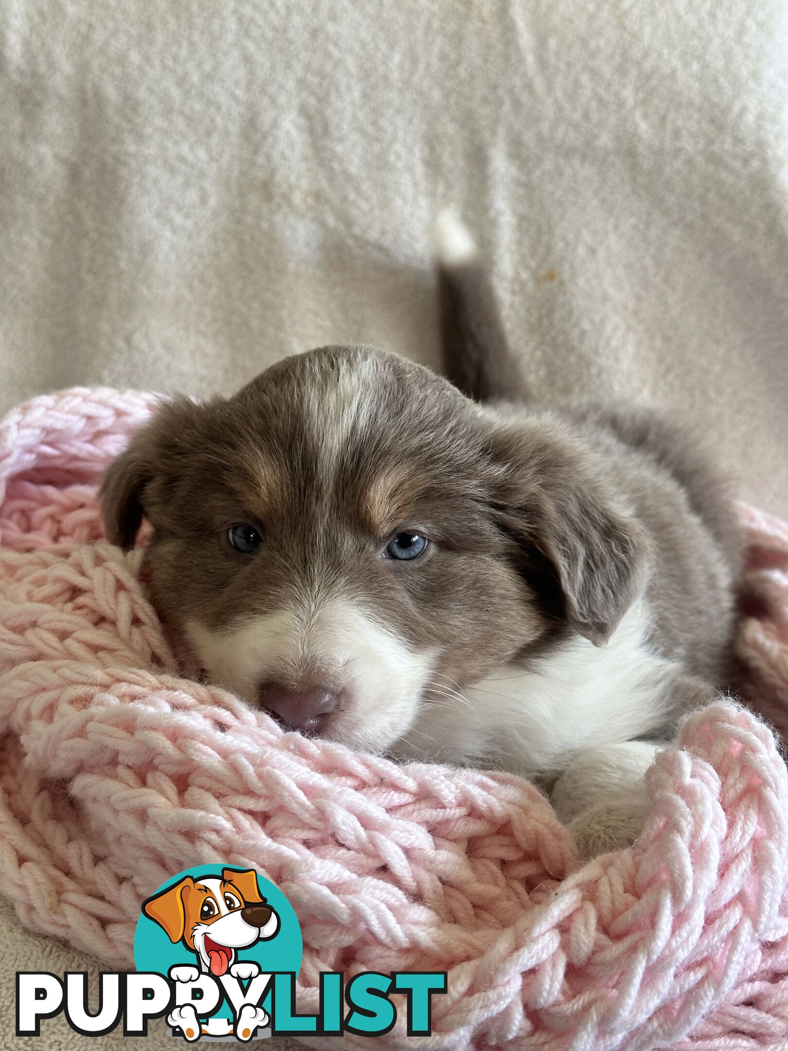 Pure breed border collie pups