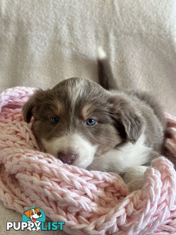 Pure breed border collie pups