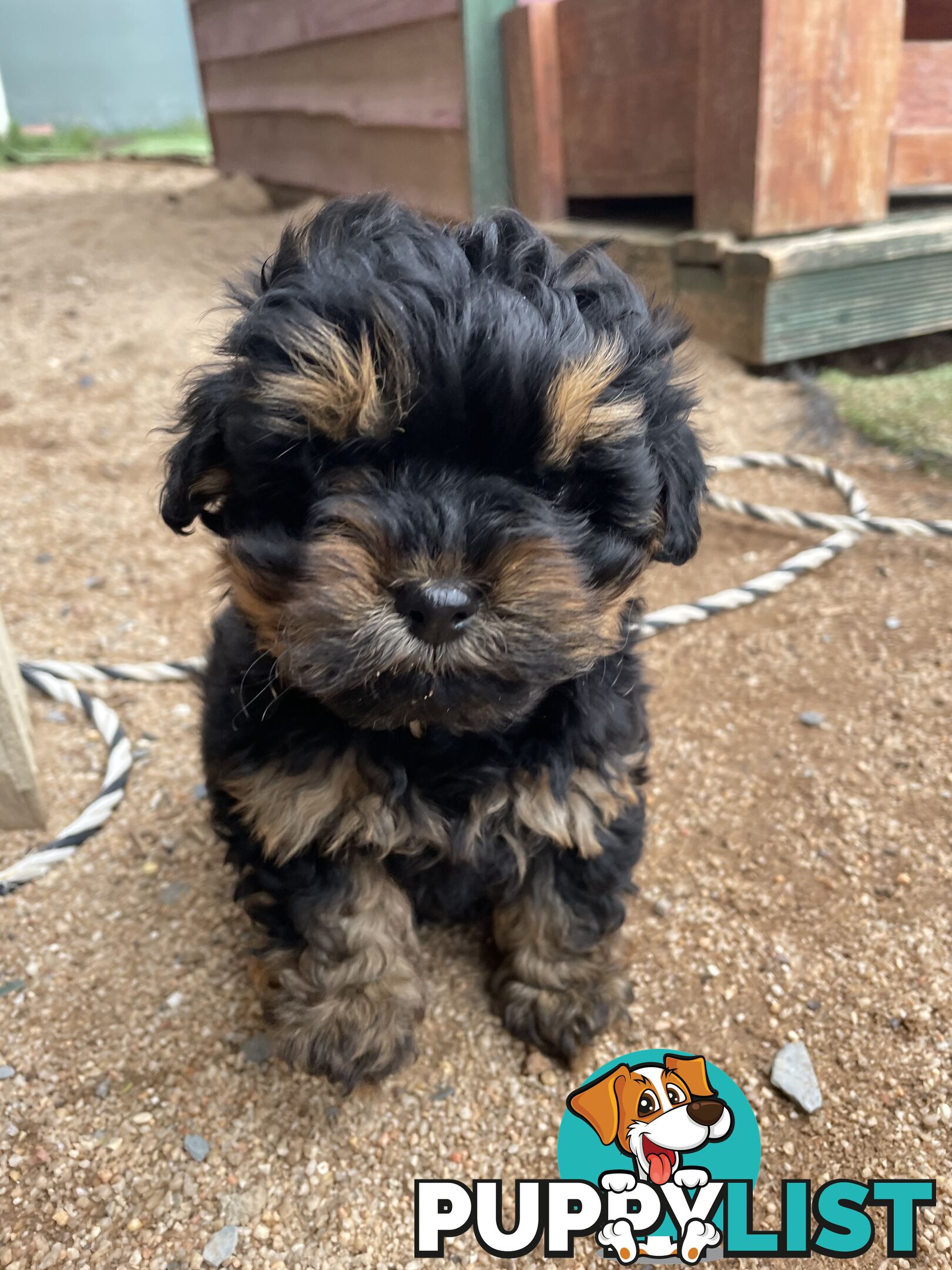 3 healthy, stunning female Toy Moodles