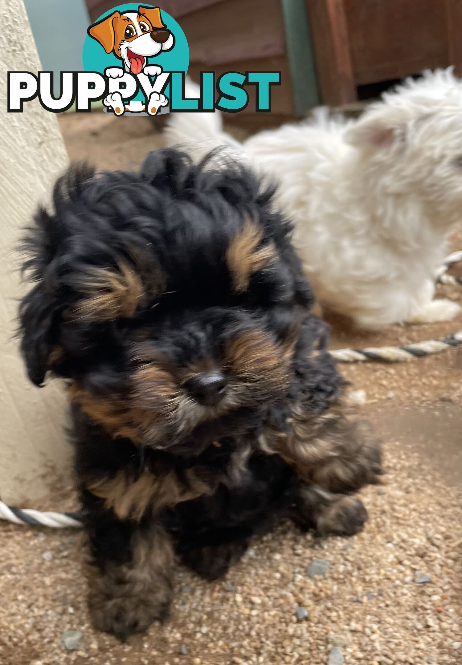 3 healthy, stunning female Toy Moodles