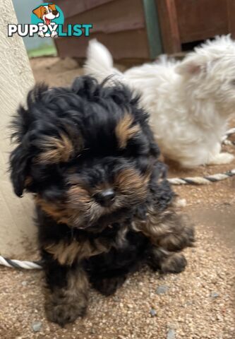 3 healthy, stunning female Toy Moodles