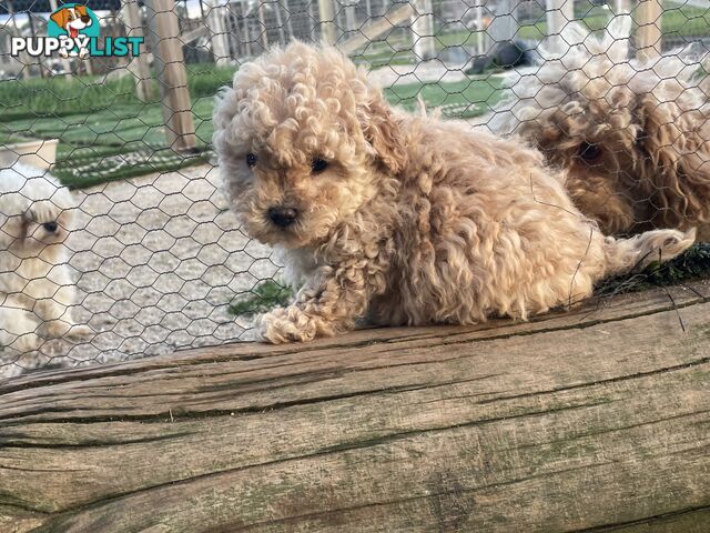 Only 1 adorable girl left healthy, stunning female Toy Moodles