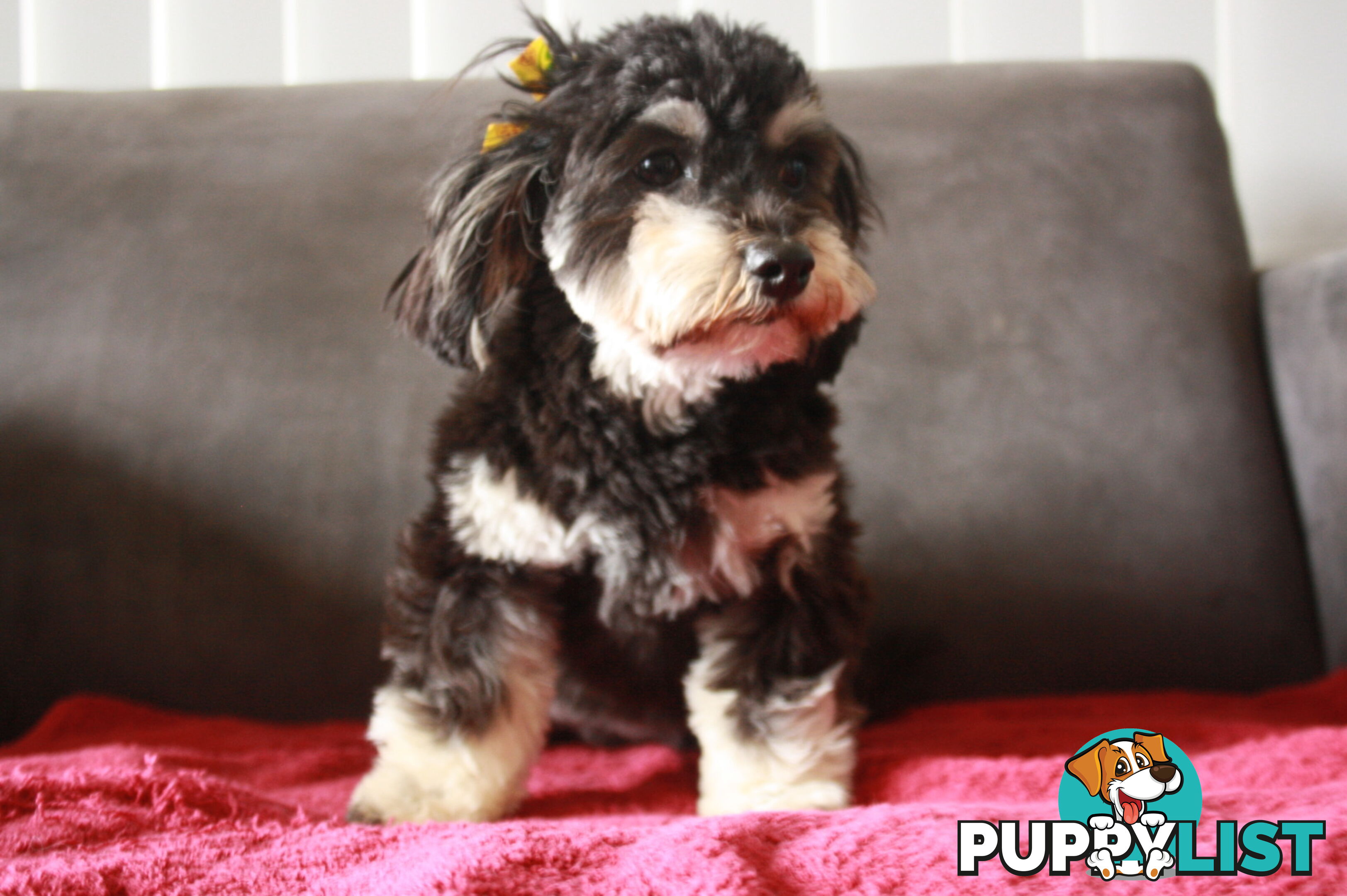 3 healthy, stunning female Toy Moodles