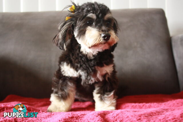 3 healthy, stunning female Toy Moodles