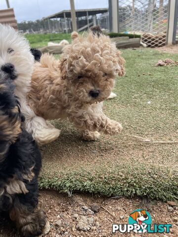 3 healthy, stunning female Toy Moodles