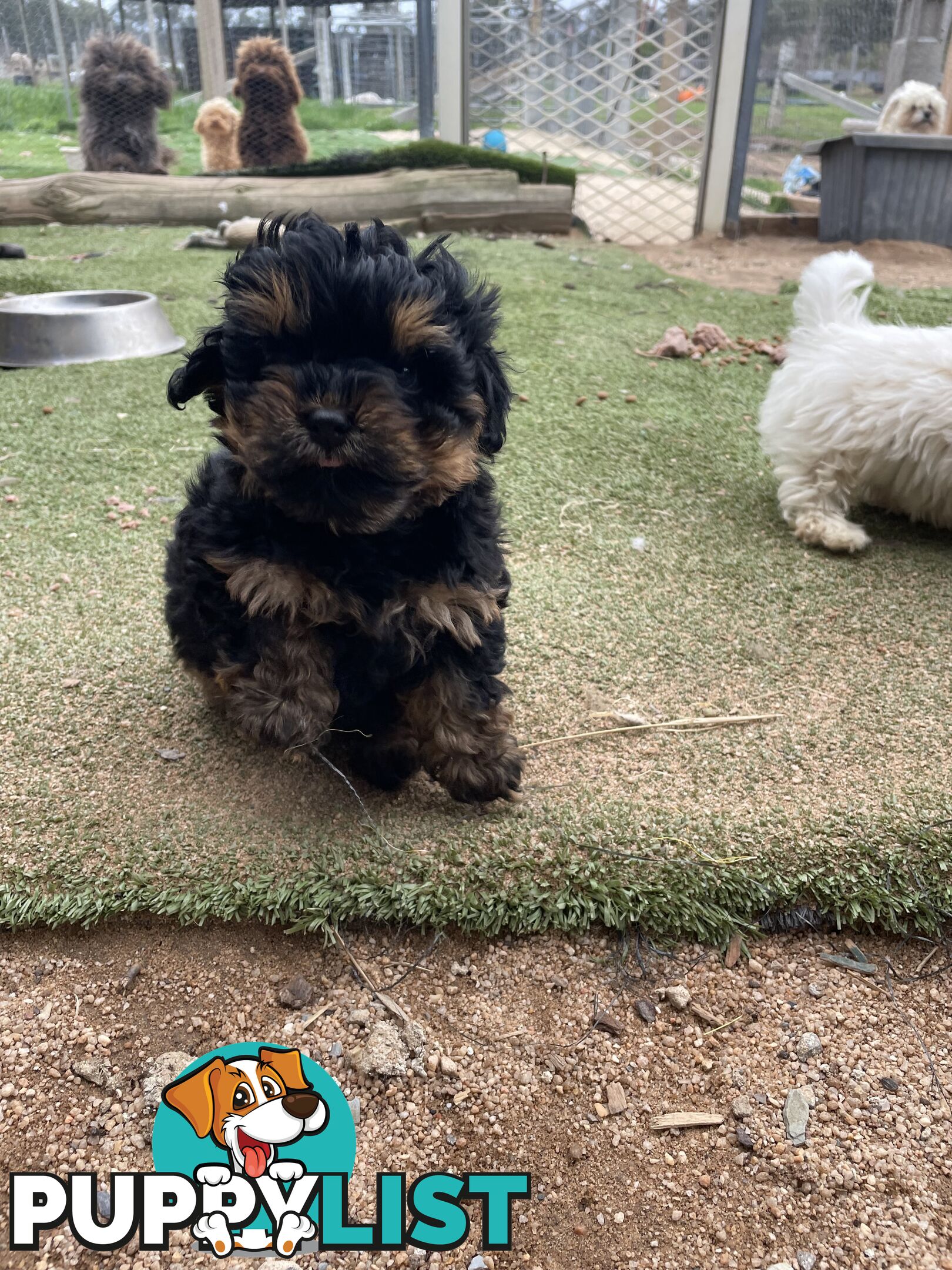 3 healthy, stunning female Toy Moodles
