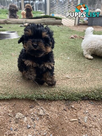 3 healthy, stunning female Toy Moodles