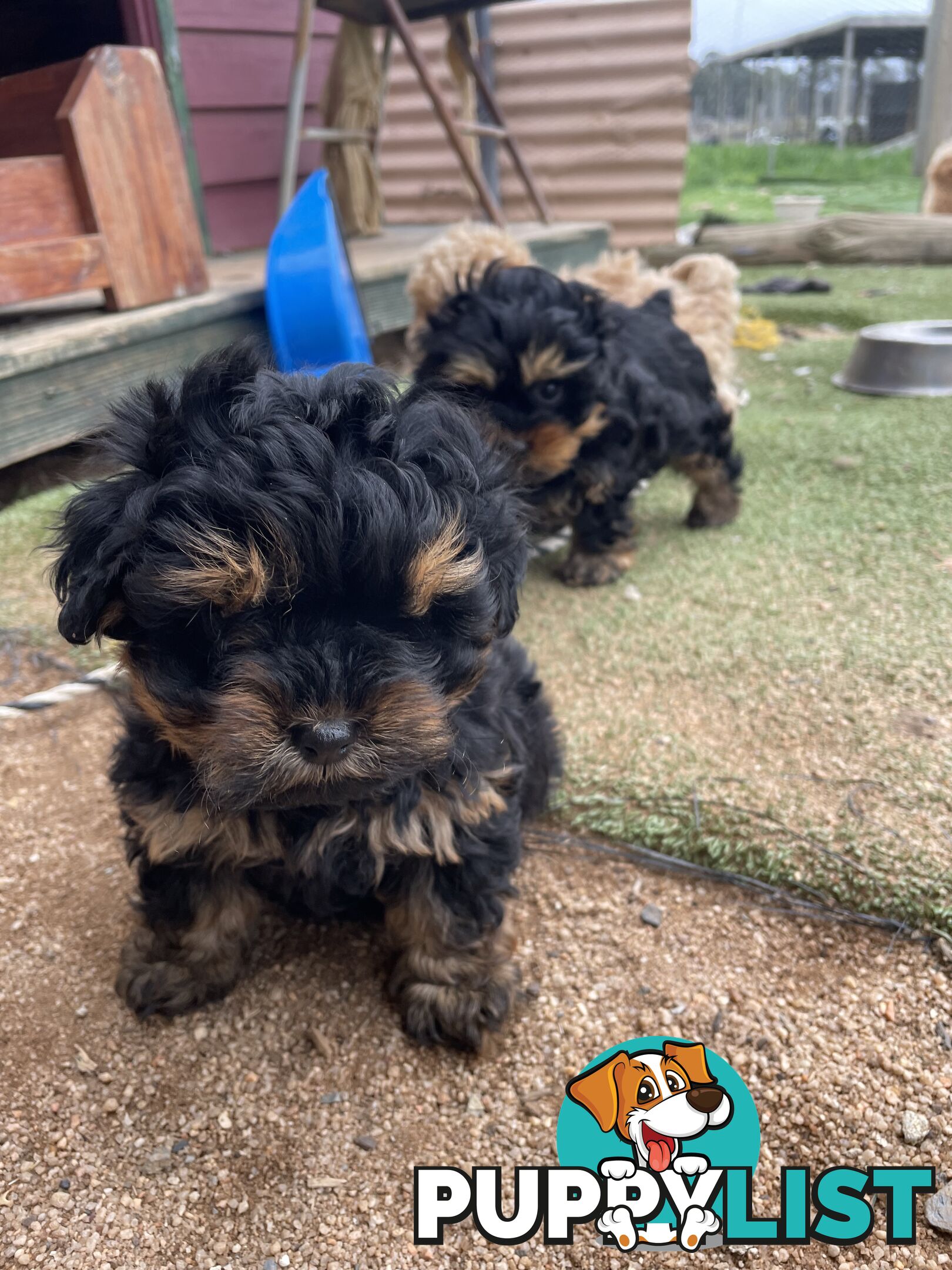 3 healthy, stunning female Toy Moodles