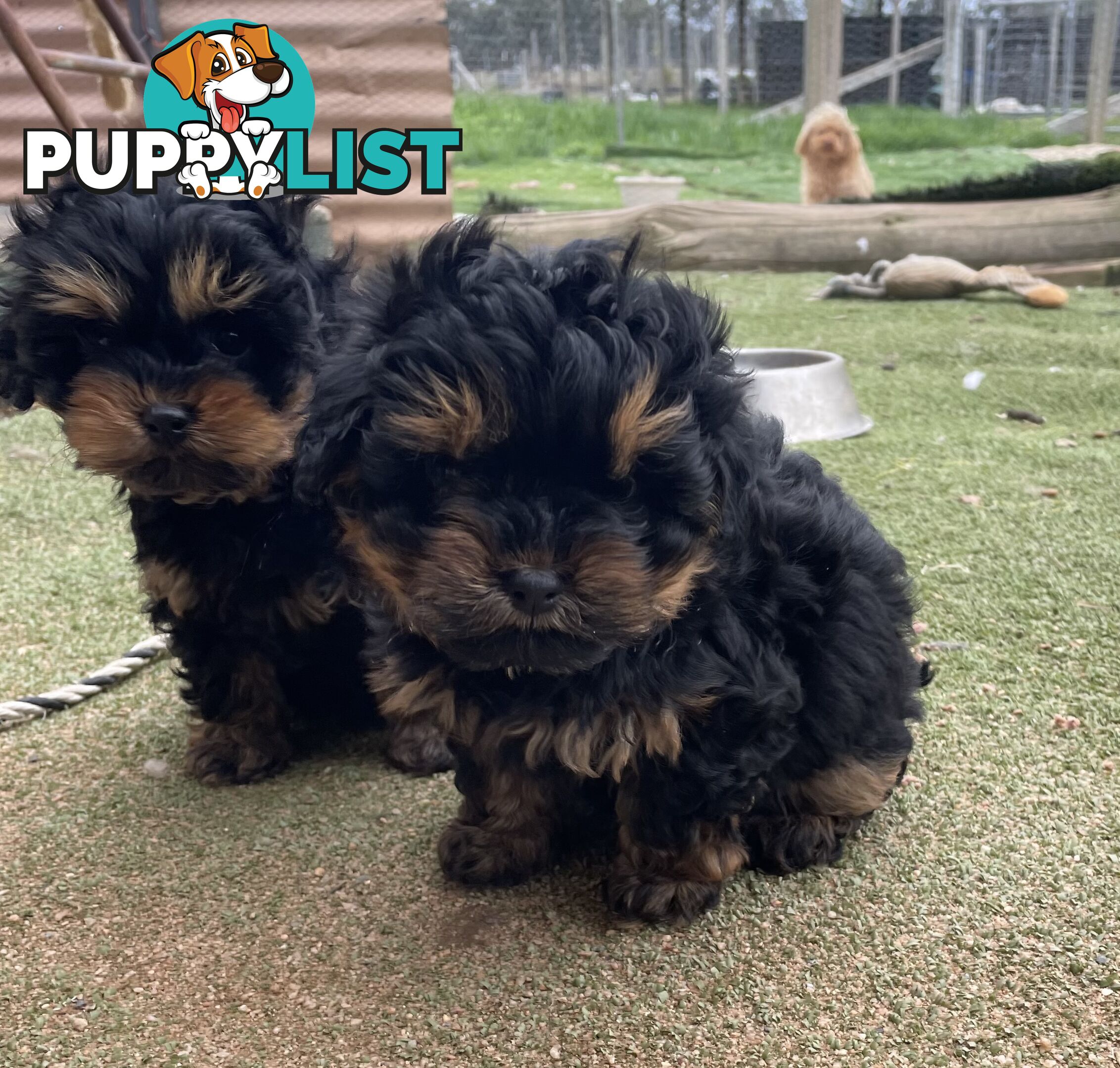 3 healthy, stunning female Toy Moodles