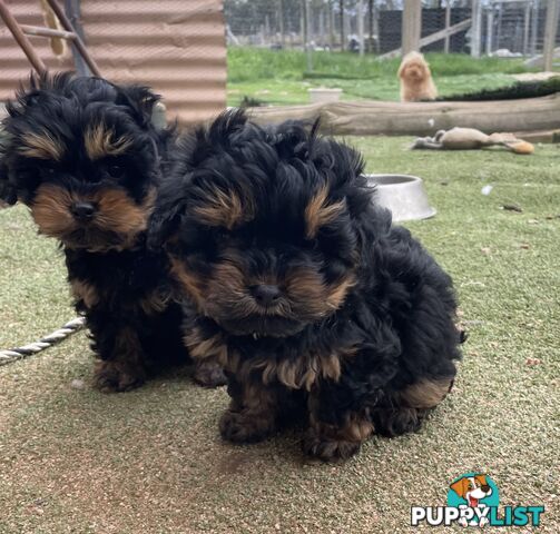 3 healthy, stunning female Toy Moodles