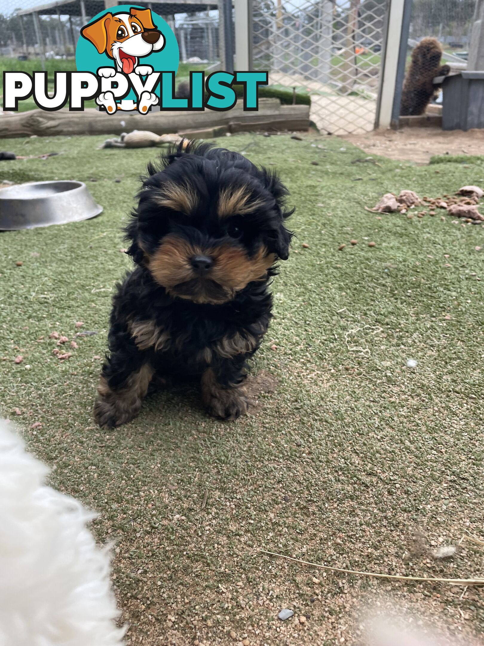 3 healthy, stunning female Toy Moodles