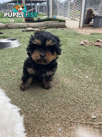 3 healthy, stunning female Toy Moodles