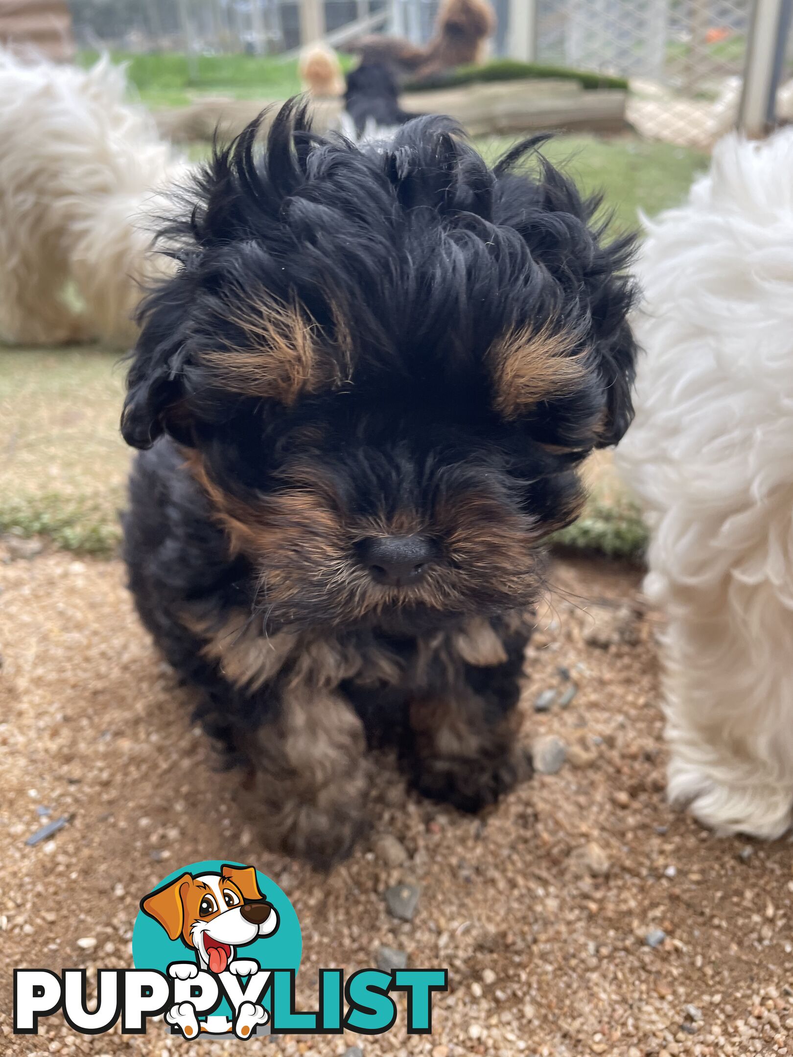 3 healthy, stunning female Toy Moodles