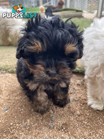3 healthy, stunning female Toy Moodles