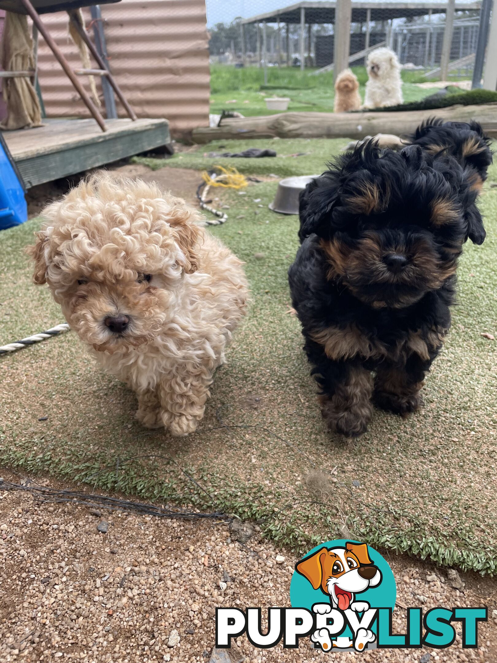 3 healthy, stunning female Toy Moodles