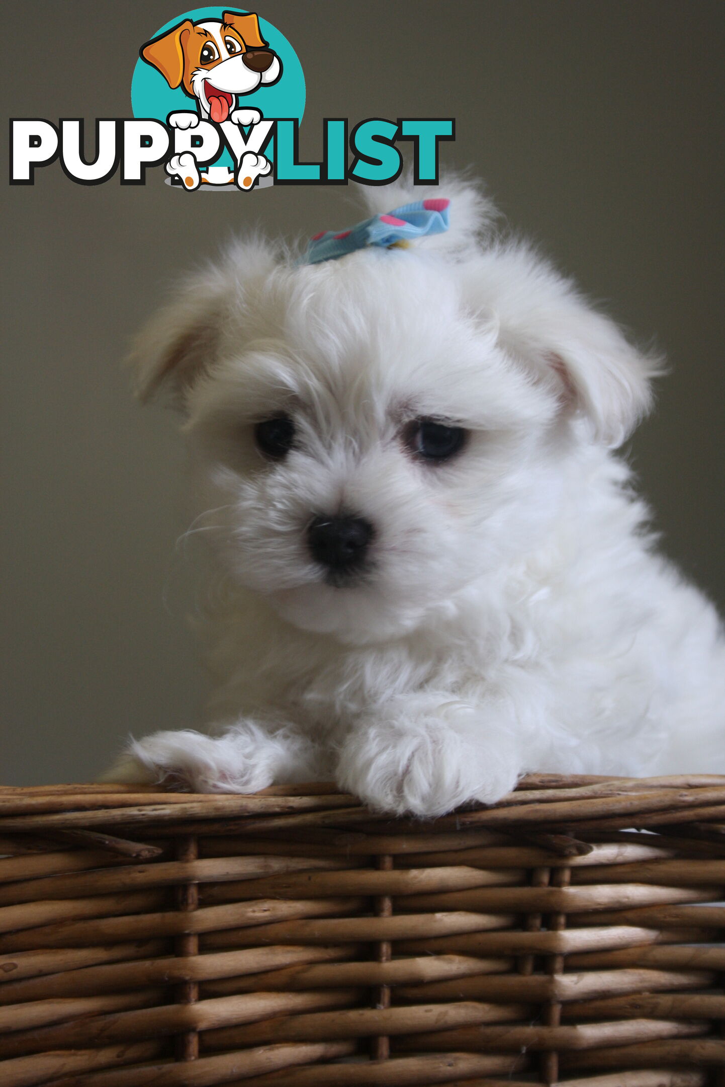 Best of the Best, Stunning Purebred Maltese Pups