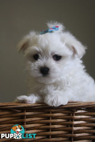Best of the Best, Stunning Purebred Maltese Pups