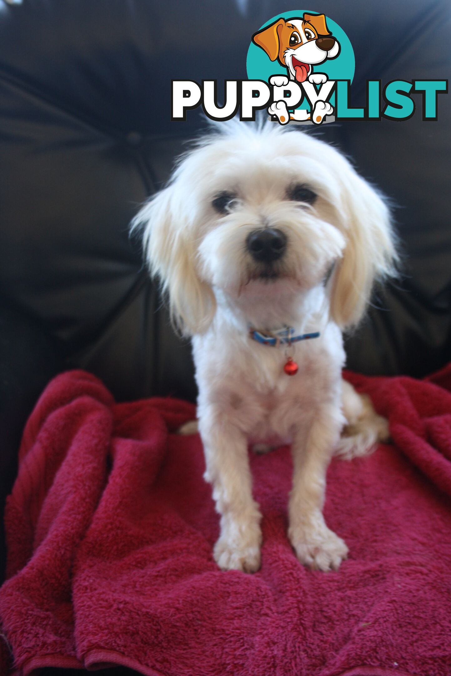 Best of the Best, Stunning Purebred Maltese Pups