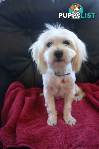 Best of the Best, Stunning Purebred Maltese Pups