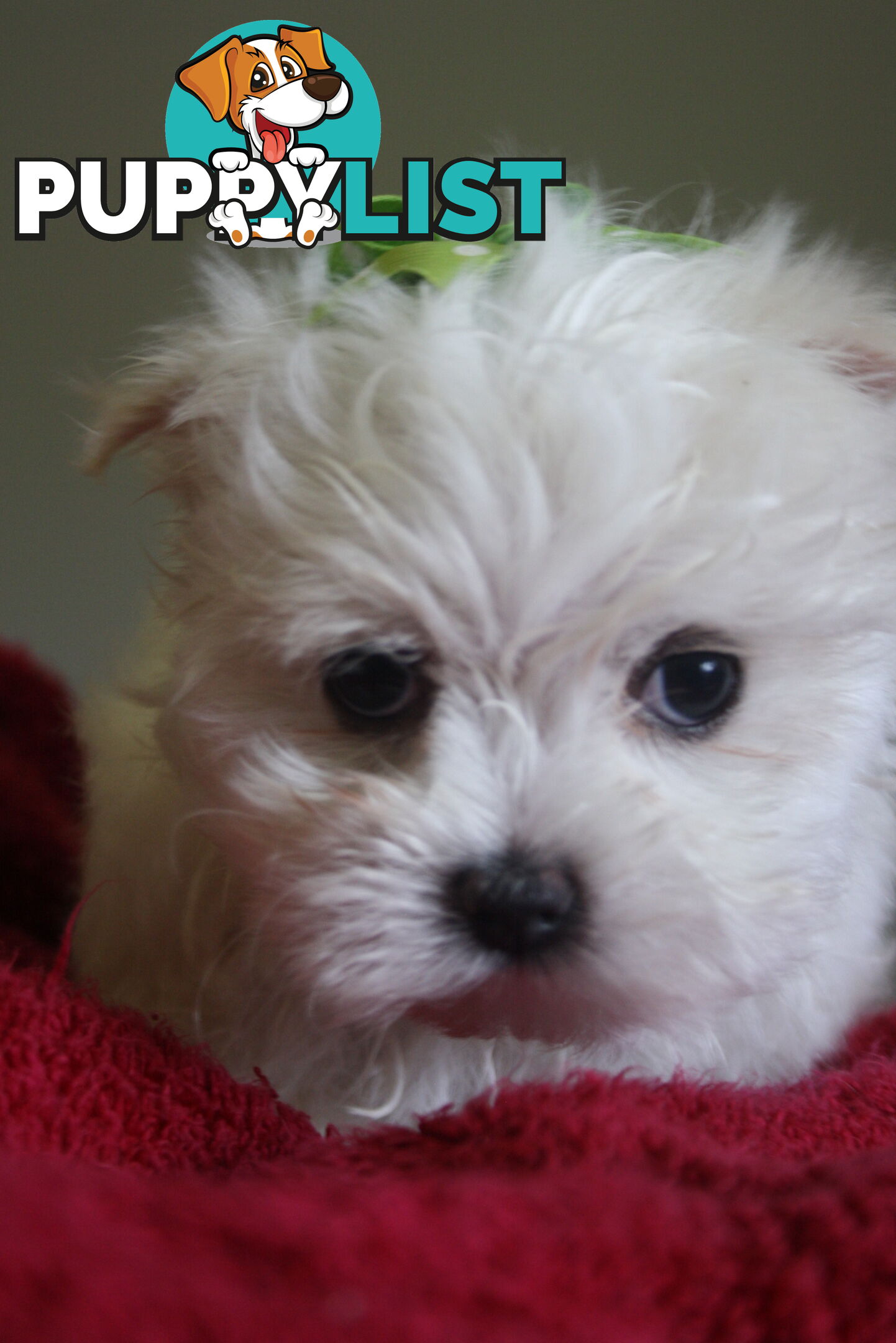 Best of the Best, Stunning Purebred Maltese Pups