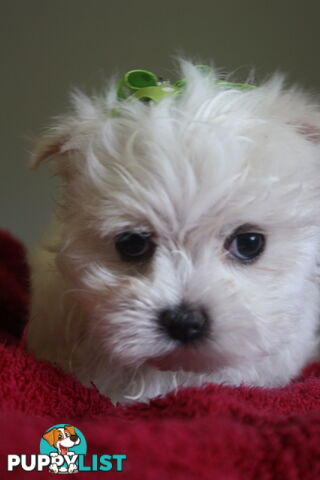 Best of the Best, Stunning Purebred Maltese Pups