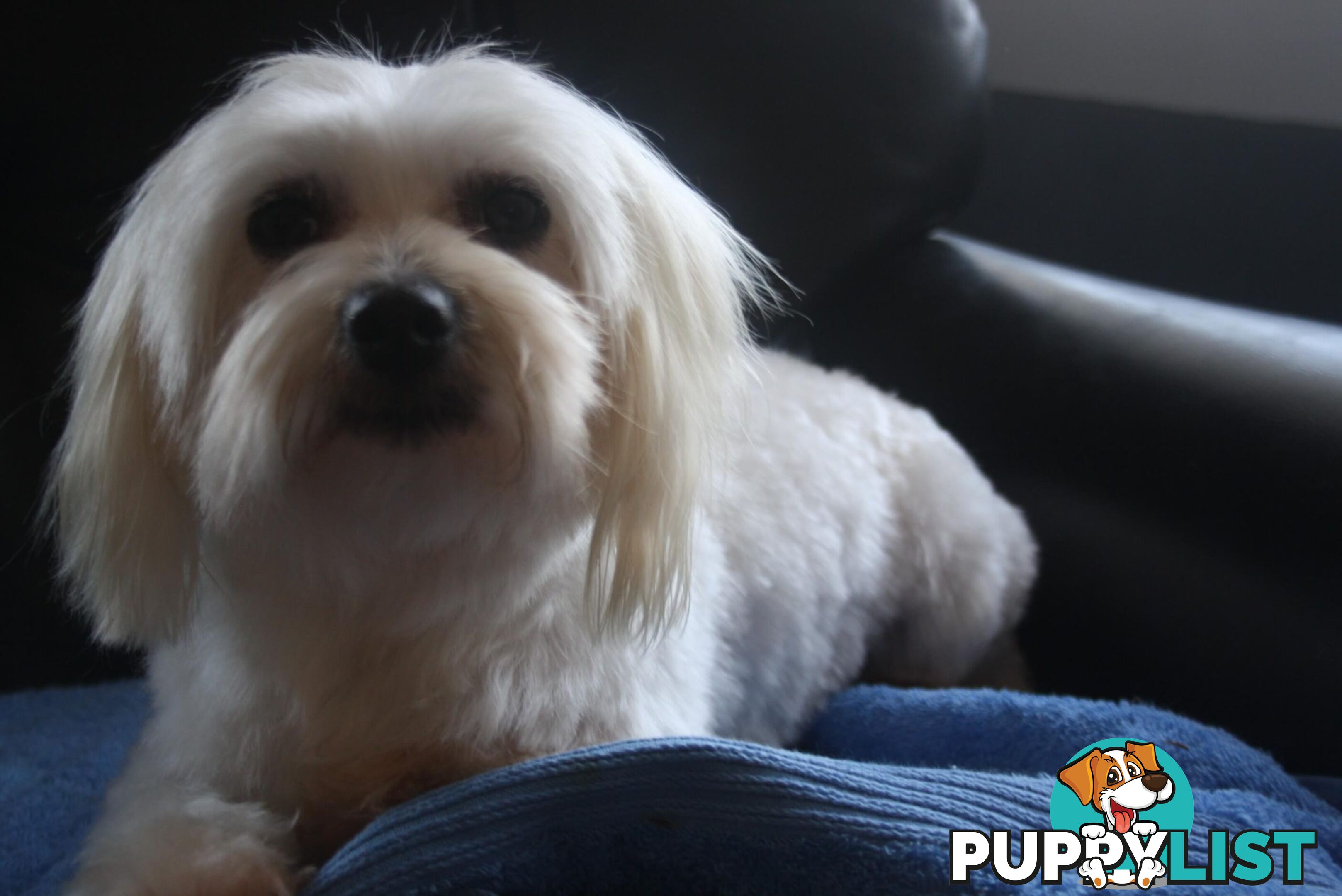 Best of thethe Best, 1 male Purebred Maltese Puppy