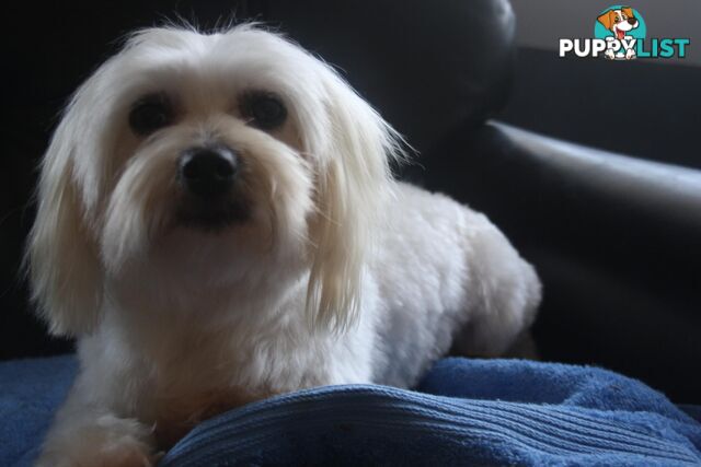 Best of thethe Best, 1 male Purebred Maltese Puppy