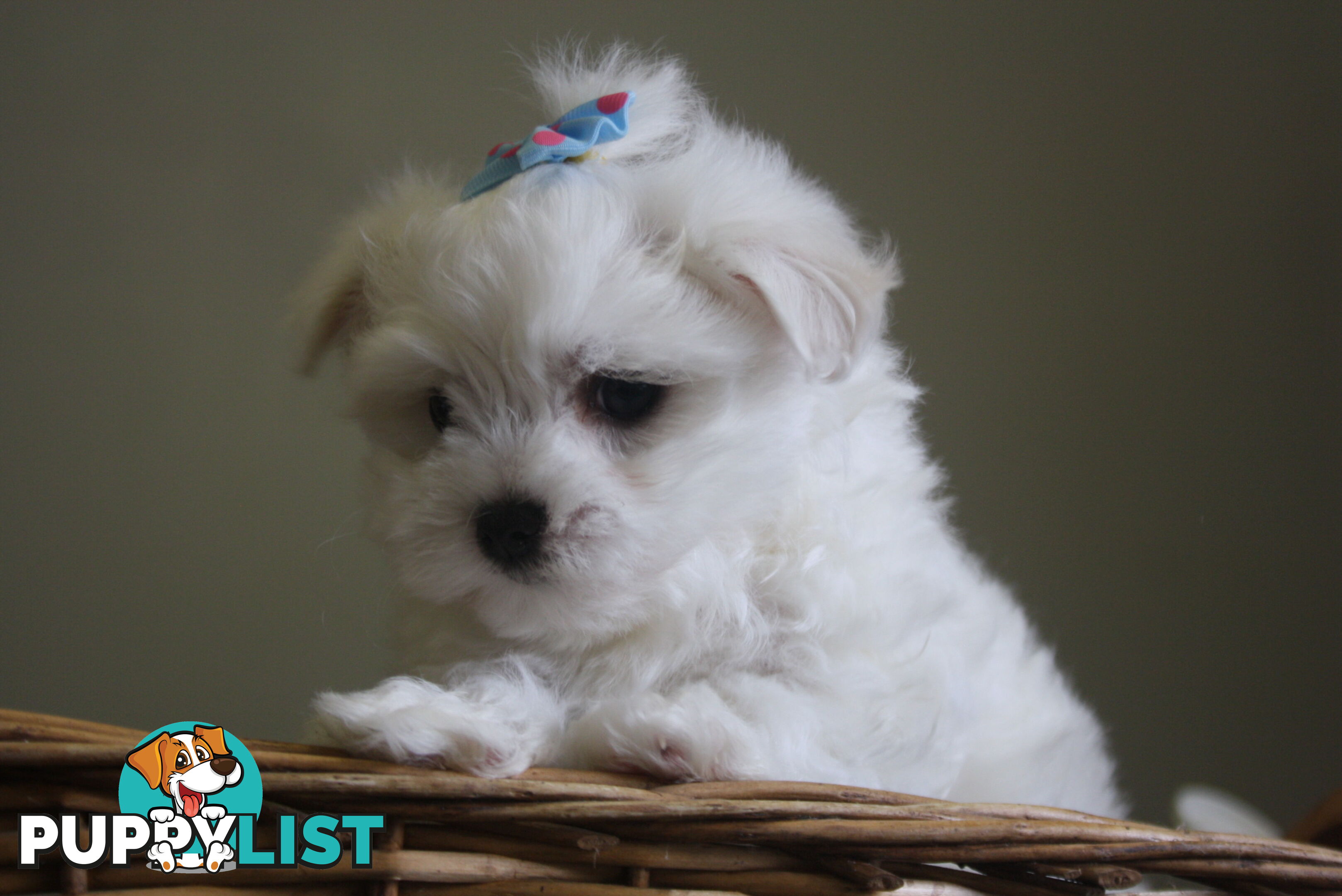 Best of the Best, Stunning Purebred Maltese Pups