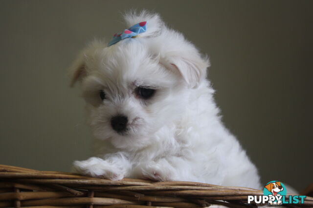 Best of the Best, Stunning Purebred Maltese Pups