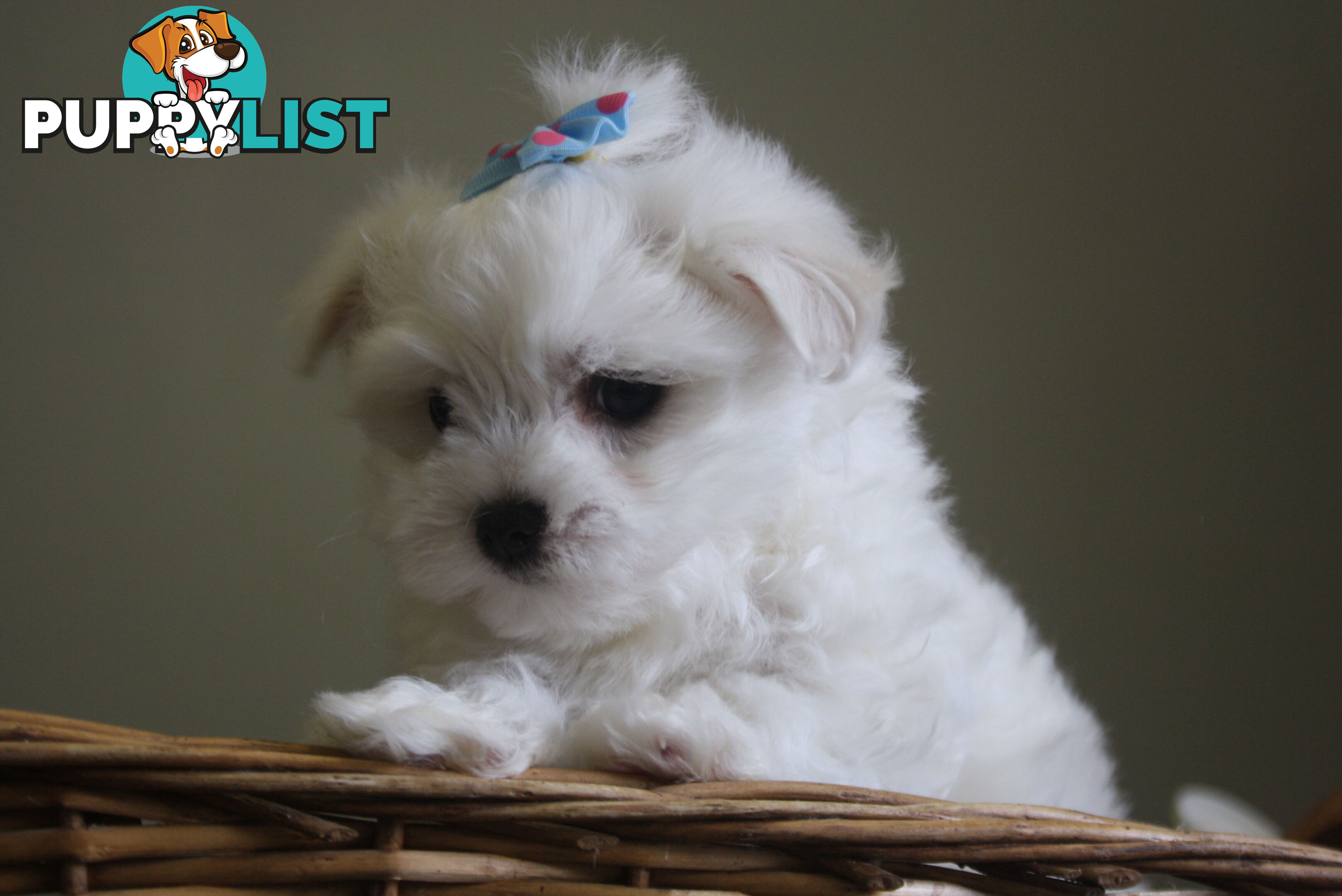 Best of the Best, Stunning Purebred Maltese Pups