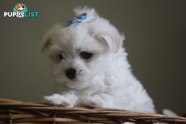 Best of the Best, Stunning Purebred Maltese Pups