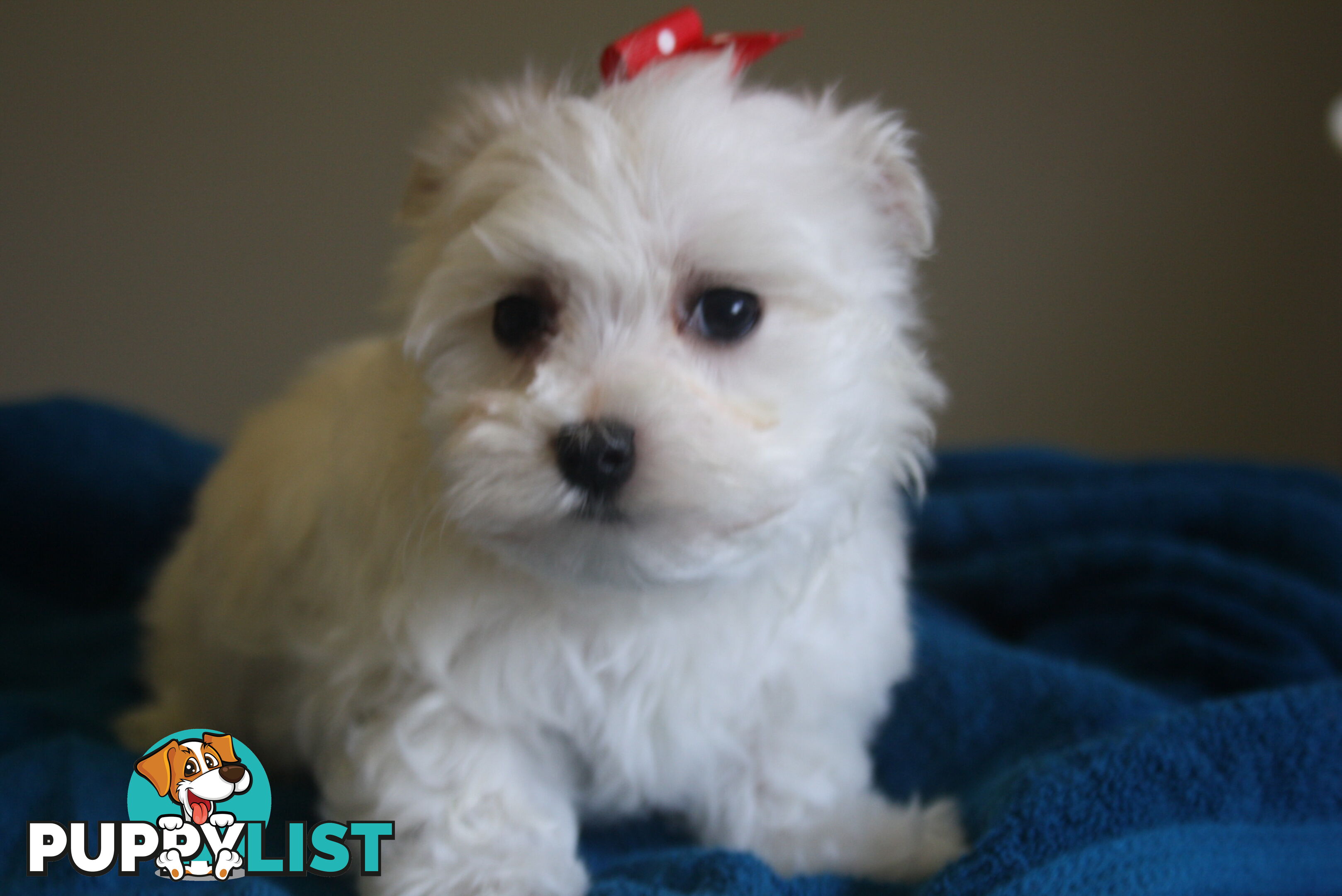 Best of the Best, Stunning Purebred Maltese Pups