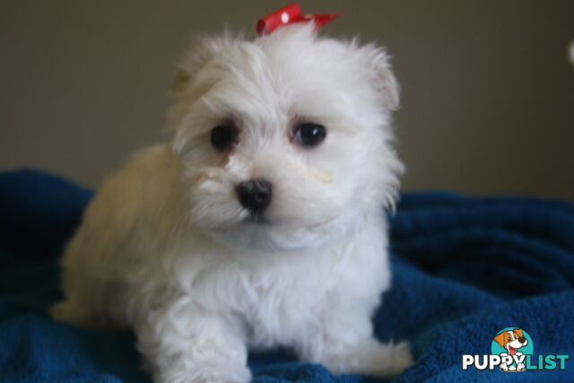 Best of the Best, Stunning Purebred Maltese Pups