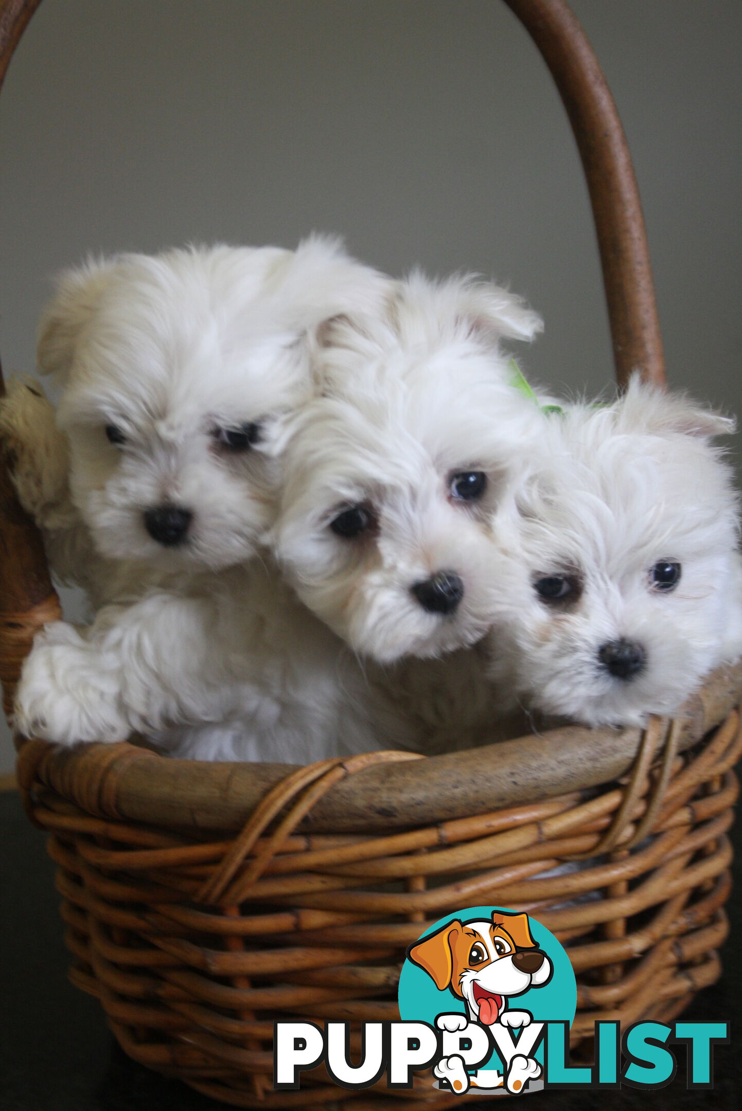 Best of the Best, Stunning Purebred Maltese Pups