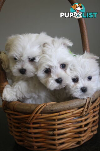 Best of the Best, Stunning Purebred Maltese Pups