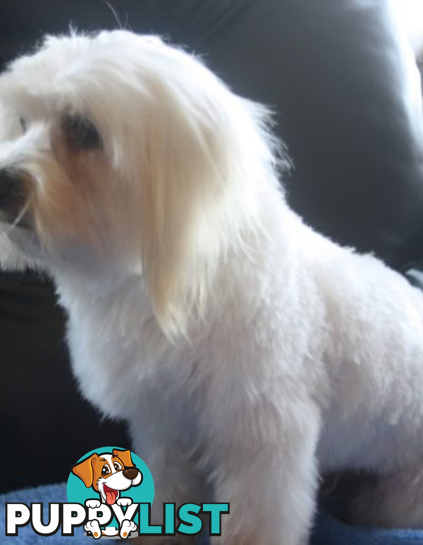 Best of thethe Best, 1 male Purebred Maltese Puppy