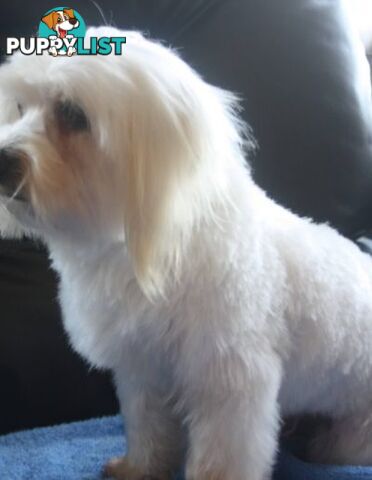 Best of thethe Best, 1 male Purebred Maltese Puppy