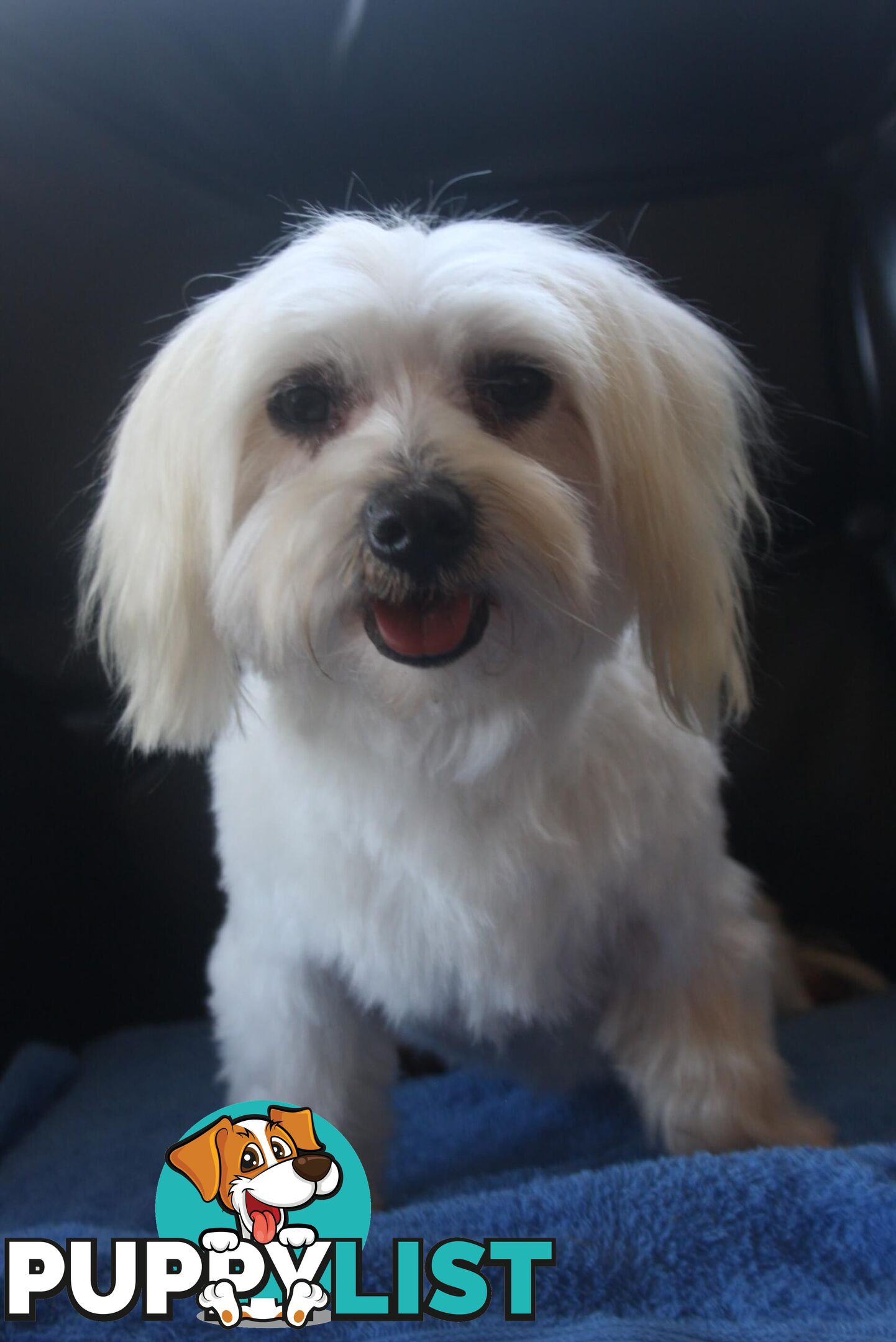 Best of thethe Best, 1 male Purebred Maltese Puppy