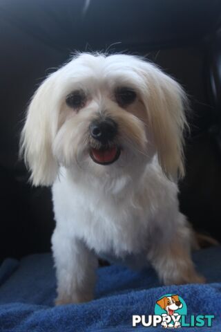 Best of thethe Best, 1 male Purebred Maltese Puppy