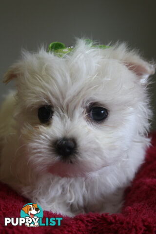 Best of the Best, Stunning Purebred Maltese Pups