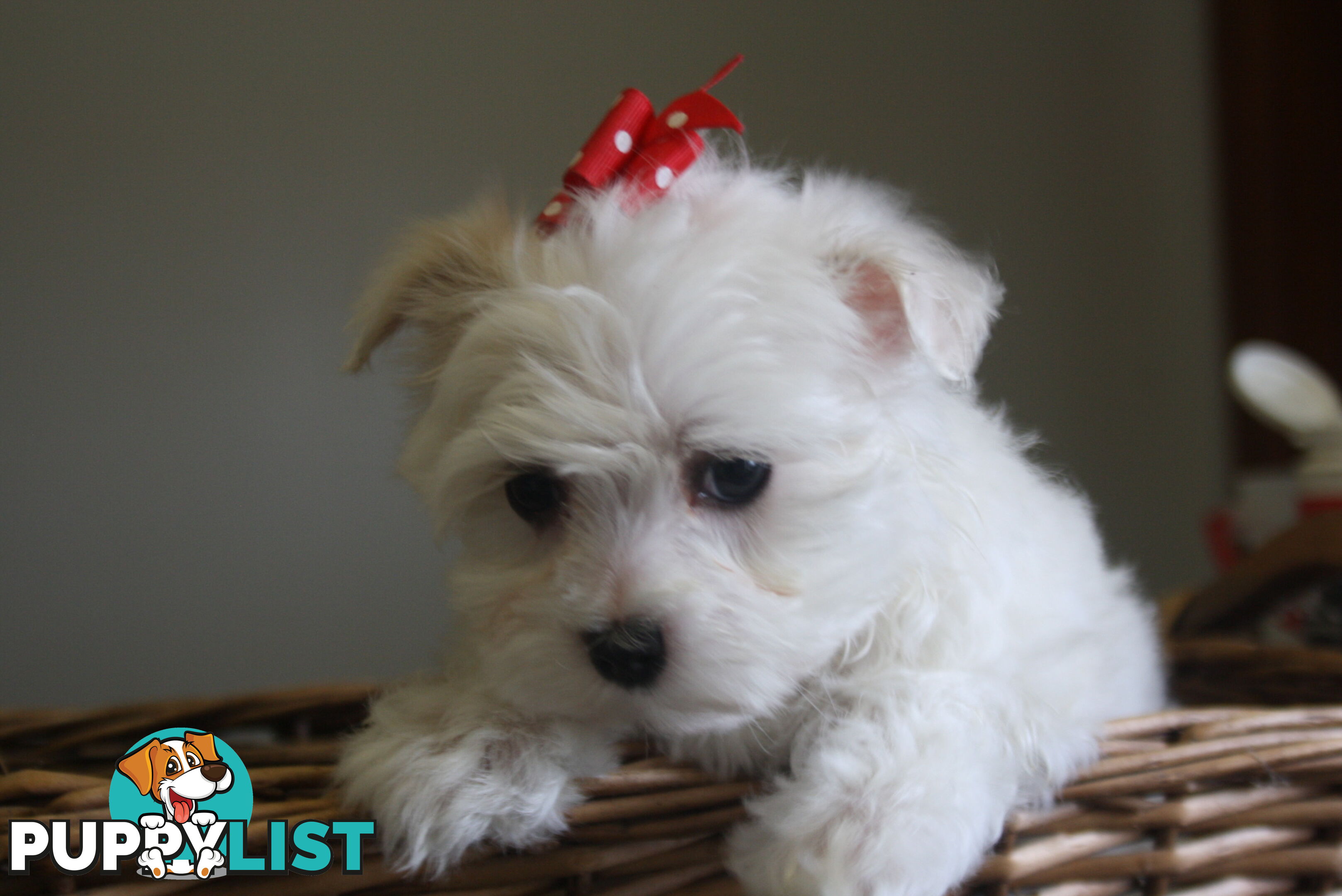 Best of the Best, Stunning Purebred Maltese Pups