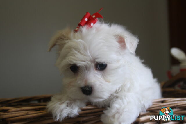 Best of the Best, Stunning Purebred Maltese Pups
