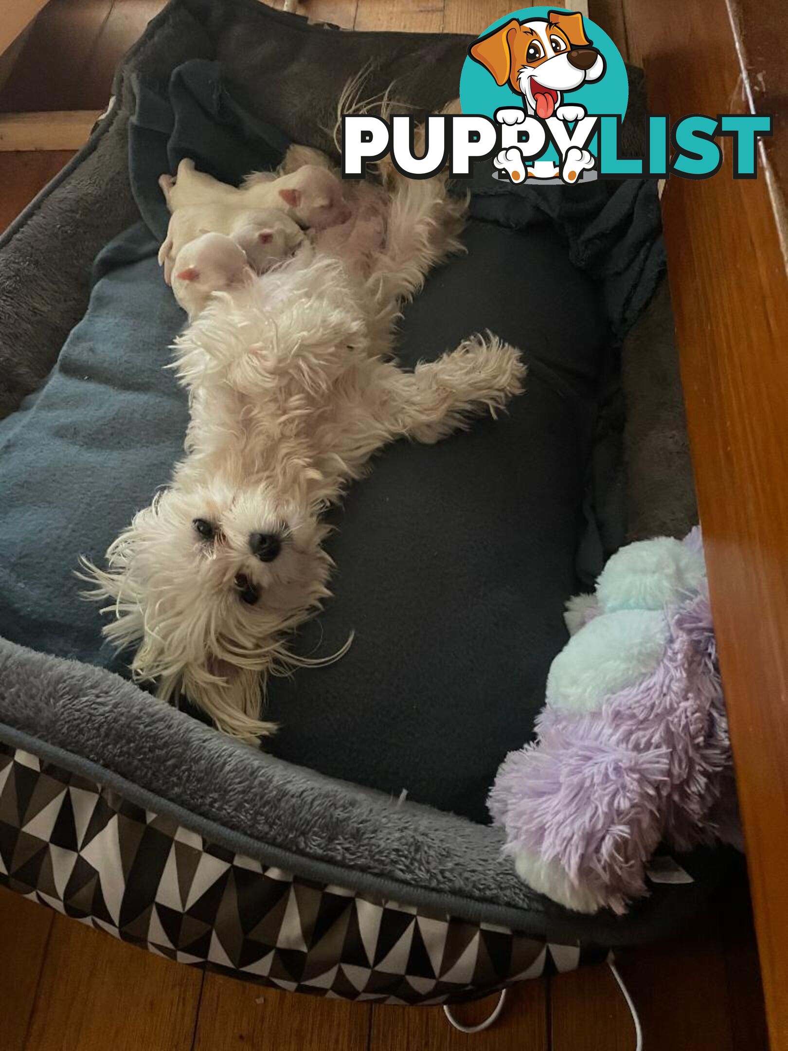 Best of the Best, Stunning Purebred Maltese Pups